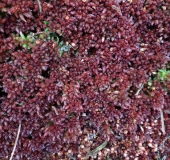 Torfmoos (Sphagnum magellanicum)-L. Klasing