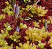 Torfmoos (Sphagnum magellanicum)-L. Klasing