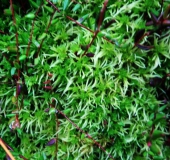Gefranstes Torfmoos (Sphagnum fimbriatum)-L. Klasing