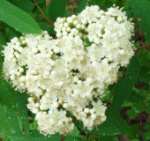 Blüte: Eberesche (Sorbus aucuparia)-L. Klasing