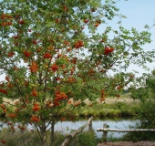 Eberesche (Sorbus aucuparia)-L. Klasing