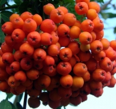 Frucht:  Eberesche (Sorbus aucuparia)-L. Klasing
