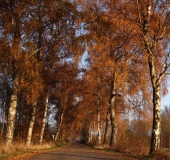 Herbst:  Birke (Betula spec.)-L. Klasing