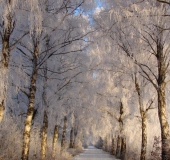 Winter:  Birke (Betula spec.)-L. Klasing