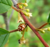 Blüte: Faulbaum (Frangula alnus)-L. Klasing