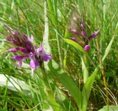 Feuchtwiese Knabenkraut Orchidee (Dactylorhiza majalis)-L. Klasing