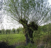 Feuchtwiese: Kopfweide (Salix viminalis)-L. Klasing