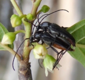 Paarung: Schwarzer Schmalbock (Stenurella nigra)-L. Klasing