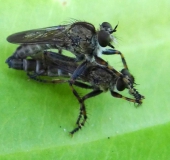 Paarung: Raubfliege (Neomochtherus geniculatus)-L. Klasing