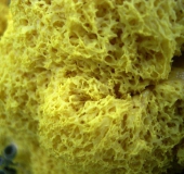 Hexenbutter Gelbe-Lohblüte (Fuligo septica)-L. Klasing