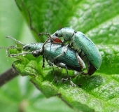 Paarung: Nessel-Blattrüssler(Phyllobius-pomaceus)-L. Klasing