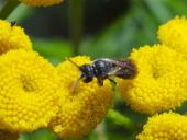 Maskenbiene (Hylaeus sp.)-L. Klasing