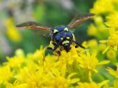 Blattwespe (Tenthredo omissa)-L. Klasing