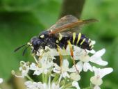 Blattwespe (Tenthredo omissa)-L. Klasing