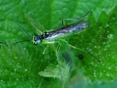 Grüne Blattwespe (Rhogogaster viridis)-L. Klasing