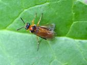 Rübsenblattwespe (Athalia rosae)-L. Klasing