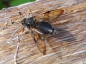 Keulhornblattwespe (Abia fasciata)-L. Klasing