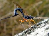 Holzschlupfwespe W. (Ephialtes manifestato)-L. Klasing