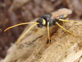 Riesenholzwespe W. (Urucerus gigas)-L. Klasing