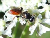 Schlupfwespe (Barichneumon derogator)-L. Klasing