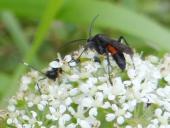 Schlupfwespe (Ichneumon stramentarius) -L. Klasing