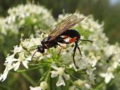 Schlupfwespe (Phaenolobus terebrator)-L. Klasing