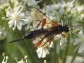 Schlupfwespe (Phaenolobus terebrator)-L. Klasing