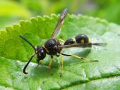 Pillenwespe (Eumenes pedunculatus)-L. Klasing