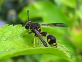 Pillenwespe (Eumenes pedunculatus)-L. Klasing