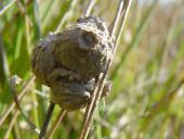 Nest der Pillenwespe (Eumenes pedunculatus)-L. Klasing