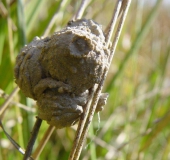 Nest der Pillenwespe (Eumenes pedunculatus)-L. Klasing