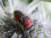 Sand-Goldwespe (Hedychrum nobile)-L. Klasing