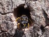 Fliegenjäger (Ectemnius continuus)-L. Klasing