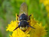 Bienenwolf W. (Philanthus triangulum)-L. Klasing