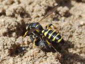 Sandknotenwespe W. (Cerceris arenaria) L. 11-15 mm mit Gefurchtem Dickmaulrüssler (Otiorhynchus-sulcatus)-L. Klasing