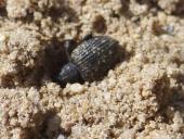 Futter für die Larve: Gefurchter Dickmaulrüssler (Otiorhynchus-sulcatus)-L. Klasing