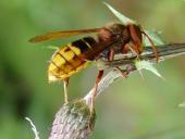 Hornisse (Vespa crabro)-L. Klasing