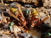 Hornisse (Vespa crabro)-L. Klasing