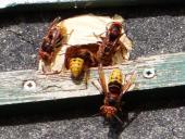 Hornisse (Vespa crabro)-L. Klasing