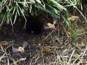 Gemeine Wespe (Vespula vulgaris)-L. Klasing