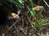Gemeine Wespe (Vespula vulgaris)-L. Klasing