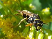 Französische Feldwespe (Polistes dominulus)-L. Klasing