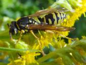 Französische Feldwespe (Polistes dominulus)-L. Klasing