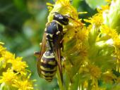 Französische Feldwespe (Polistes dominulus)-L. Klasing
