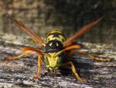 Französische Feldwespe (Polistes dominulus)-L. Klasing