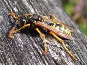 Französische Feldwespe (Polistes dominulus)-L. Klasing