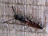 Gemeine Keulenwespe (Sapyga clavicornis)-L. Klasing