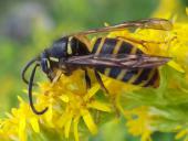 Falsche Kuckuckswespe (Dolichovespula adulterina)-L. Klasing