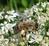 Honigbiene (Apis mellifera)-L. Klasing