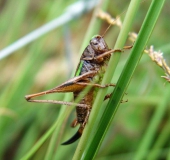 Kurzflügelige Beißschrecke W. (Metrioptera brachyptera)-L. Klasing